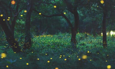 夜间林中fireflies